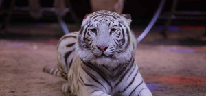 Le cirque Medrano s’installe à Clermont