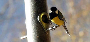 Les oiseaux des jardins se dévoilent