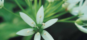 Tout savoir sur « Les plantes sauvages »