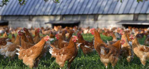 Poulet bio : le marché se remplume