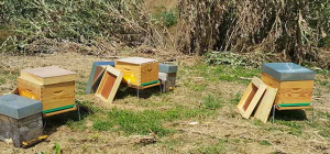 Ça butine à l’aéroport