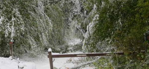 La forêt de la Comté fermée au public
