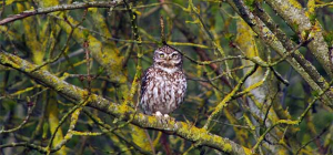 C’est la « Nuit de la Chouette »