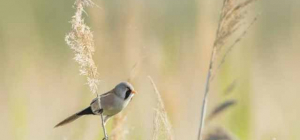 La nature en majesté