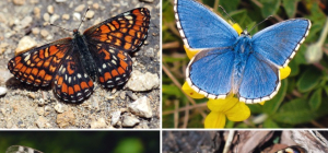 Les papillons de nos régions