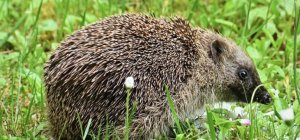 Métropole : contribuez à C.Biodiv !