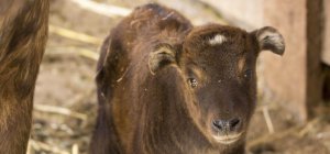 Un bébé takin est né en Auvergne