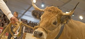 Un Sommet en automne