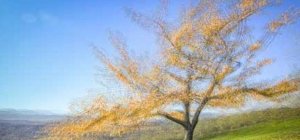 Les « Arborescences grandeur nature » du photographe Olivier Mühlhoff