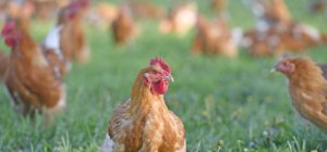 Volailles fermières d'Auvergne : la filière « Label rouge » en forme