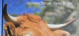 Ho les « Vaches » !