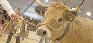  Du 5 au 8 octobre : la 30e mugissante du Sommet de l'élevage ! 