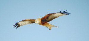 Un site dédié à la médiation avec la faune sauvage 