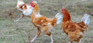 Un poulet fermier d'Auvergne de compétition