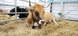 Foire : des animations pour petits et grands