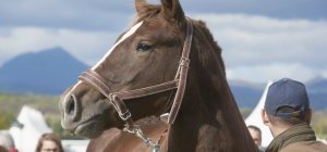 Un Sommet de l'élevage toujours plus grand