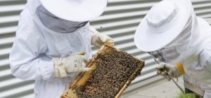 La Région débloque 500 000 € pour les apiculteurs
