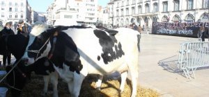 Les producteurs laitiers vent debout contre la Société laitière des volcans d'Auvergne