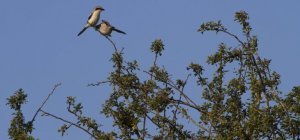 Pour préserver la biodiversité, attendez avant de tailler vos haies