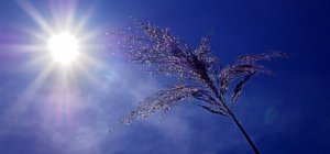 Vague de chaleur : la Ville de Clermont-Ferrand se prépare
 