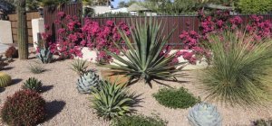 Créer un jardin résistant aux sécheresses