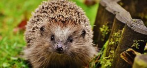 La Ligue pour la Protection des Oiseaux et la Métropole lancent l'Opération Hérisson