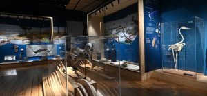 Le muséum Henri-Lecoq fête ses 150 ans avec un nouvel espace paléontologique
