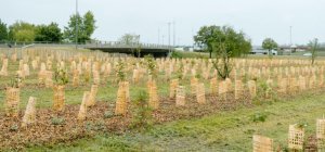 Boisement de la zone d'activités de Lempdes : dynamisme économique et nature vont de pair