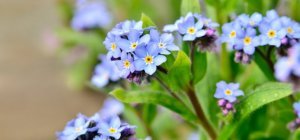 À l'automne, laissez votre jardin se mettre en mouvement