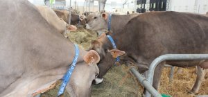 115 000 visiteurs pour la 32e édition du Sommet de l'élevage