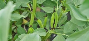 En automne, plantez vos arbres avec des fèves