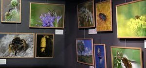 Le Parc des Volcans, terre de pollinisation