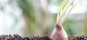 Quand vient le mois de novembre, que peut-on faire au jardin ?