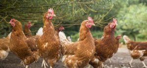 En décembre, vous pouvez lâcher
les poules dans le potager