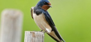 Nat'Auvergne, le rendez-vous des naturalistes le 2 décembre à Lempdes