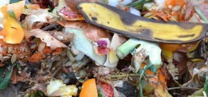 Tri et collecte des biodéchets : comment ça marche dans la Métropole ?