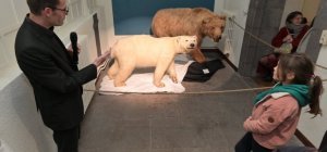 Mythes et réalités : l'ours sort ses griffes au Musée Lecoq jusqu'au 22 septembre