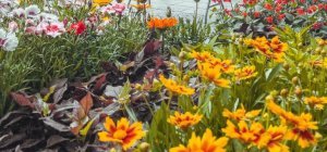 Jusqu'au 30 avril, participez au concours « Mon jardin à Clermont »