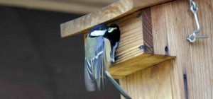 Oiseaux : Chut, ça bouge au nid !