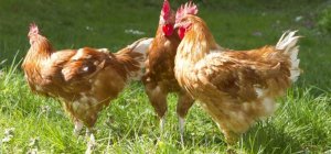 Les Volailles fermières d'Auvergne : de proximité et de qualité