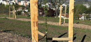 À Beaumont, les arbres poussent comme des champignons