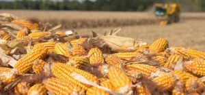 Limagrain recrute 600 saisonniers pour ses récoltes d'automne