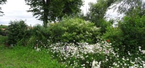 Défi biodiversité avec la LPO : en octobre, je taille ma haie au bon moment