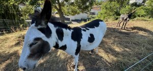 L'éco-pâturage prend racine à Beaumont