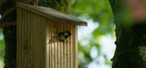 Défi biodiversité de novembre : je fabrique un nichoir pour les oiseaux