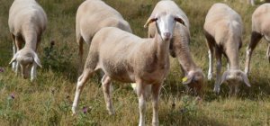 « Pature Massif Central » : pour la défense d'un élevage durable et moderne 