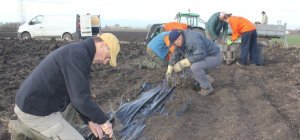 Planter des haies : un geste simple qui peut rapporter beaucoup à tous