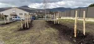Toujours plus d'arbres plantés à Beaumont