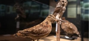 Exposition De Sève et d'Écorce, éloge des vieilles forêts jusqu'au 5 octobre