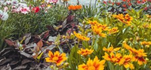 « Mon jardin à Clermont » 2025 : inscriptions ouvertes